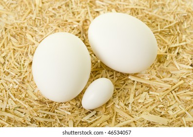 Parrot(cockatiel) And Chicken Eggs For Comparison On Sawdust Background, Close Up, Macro View