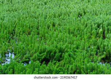 Parrotfeather plant, Myriophyllum aquaticum is aquatic plants. Myriophyllum aquaticum or water milfoil. clog waterways, irrigation and drainage canals and can alter the physical and chemical character - Shutterstock ID 2190367417