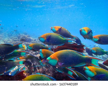 Parrotfishes (Scaridae) - Kuramathi Maldives