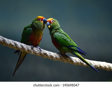 Parrots