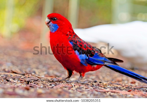 Parrots Australia State Victoria Where Bird Royalty Free Stock Image