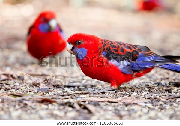 Parrots Australia State Victoria Where Bird Stock Photo Edit Now