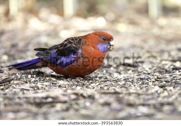 Parrots Australia State Victoria Where Bird Stock Photo Edit Now