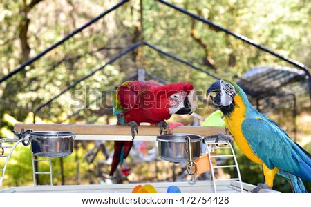 Parrots aviary. Macaws