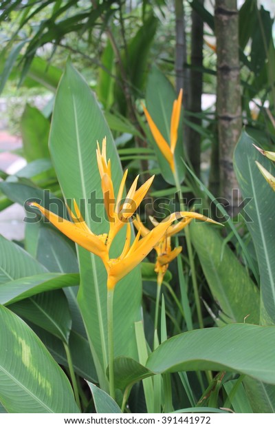 Parrots Beak Heliconia Psittacorum Flower Stock Photo (Edit Now) 391441972