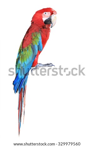 The parrots bird colorful red macaw sitting on the perch isolated on white background. This has clipping path.