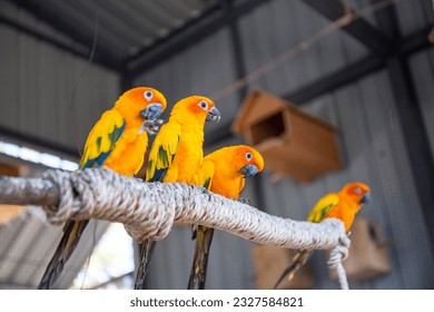 Parrots are brightly colored birds such as orange, yellow, and green.