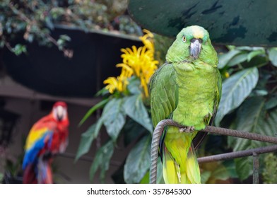 Parrots in Chichicastenango, Guatemala.