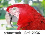 parrots close up