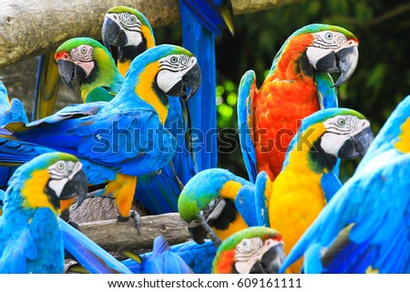 Parrots is colorful bird