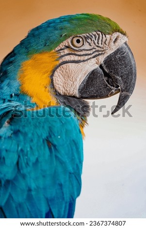 The parrot's feathers are a breathtaking blend of brilliant blue, vibrant yellows. This remarkable bird is a stunning display of nature's artistry. Foto stock © 