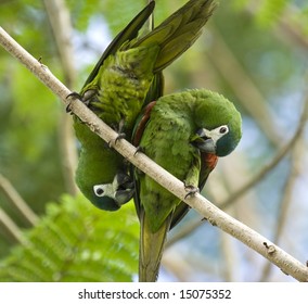 Parrots In Guyana