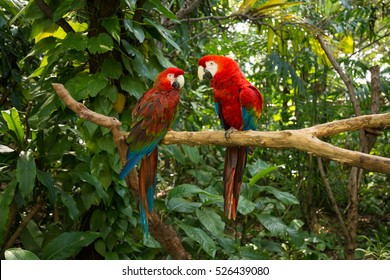 Parrots - Jungle Island, Miami, Florida. 