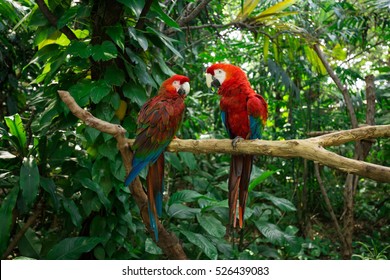 Parrots - Jungle Island, Miami, Florida. 