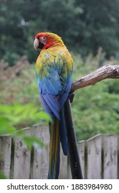 Parrots, Also Known As Psittacines, Are Birds Of The Roughly 398 Species In 92 Genera Comprising The Order Psittaciformes,