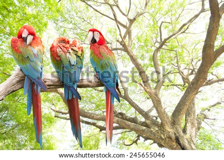 parrots macaw in the forest