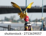 Parrots and macaws are kept as pets until people trust them enough not to fly away, then they are released to fly freely in the air.