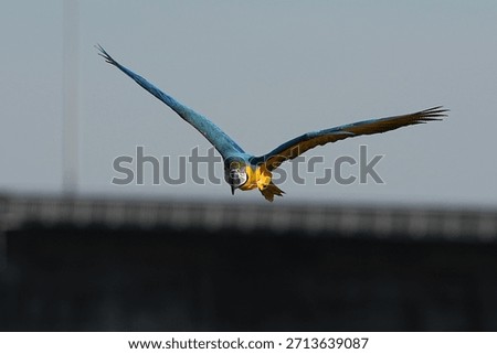 Parrots and macaws are kept as pets until people trust them enough not to fly away, then they are released to fly freely in the air.