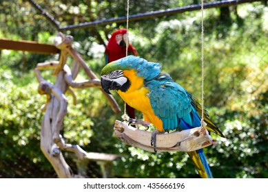 Picture of Parrots Outside Aviary Macaws Stock Photo 435666196 | Shutterstock