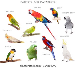 16,222 Parrot Species Images, Stock Photos & Vectors | Shutterstock