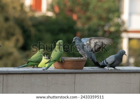 Parrots and Pigeons fighting with their feathers to have their food and flying away too