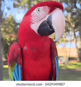 Parrots (Psittaciformes), also known as psittacines are birds with a strong curved beak, upright stance, and clawed feet. They are conformed by four.