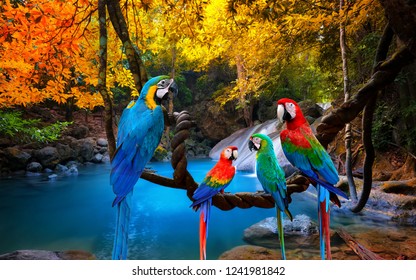 parrots with waterfall background