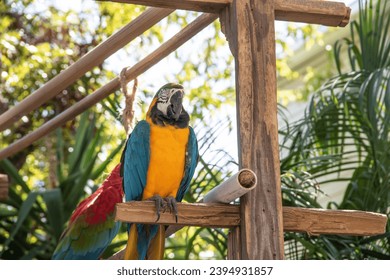 Parrott at Key West at the Florida Keys, USA - Shutterstock ID 2394931857