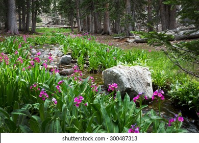 Parry Primrose (Primula parryi) blooming along the banks of the forest stream.. Great Basin National Park, Nevada