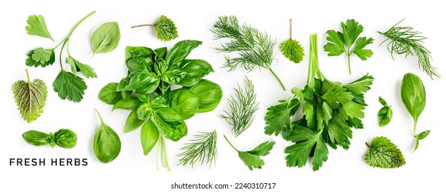 Parsley, basil, dill and mint collection. Creative layout with fresh green kitchen herbs on white background. Flat lay. Design element. Healthy eating and dieting food concept
