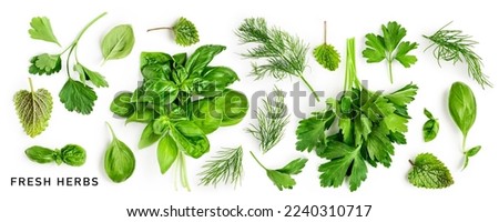 Parsley, basil, dill and mint collection. Creative layout with fresh green kitchen herbs on white background. Flat lay. Design element. Healthy eating and dieting food concept