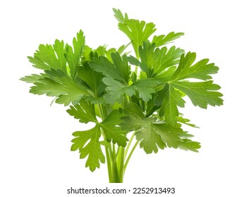 Parsley bunch  isolated on white background - Shutterstock ID 2252913493