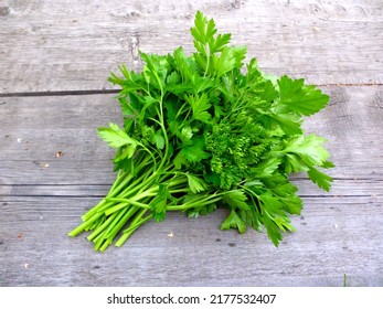 Parsley bunch on wooden table background. Fresh parsley natural  harvest. Organic italian parsley closeup on rustic wood table, vegetarian food background. Bunch of raw green parsley top view above