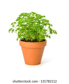 Parsley In A Clay Pot