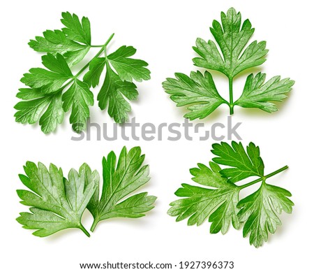 Parsley clipping path. Organic fresh parsley leaves isolated on white. Full depth of field