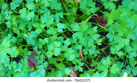 Parsley Growing On Bed View Above Stock Photo 706321375 | Shutterstock