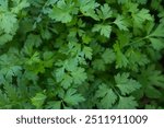 Parsley growing, top view. Background from green leaves of parsley plant for publication, design, poster, calendar, post, screensaver, wallpaper, postcard, banner, cover. High quality photography