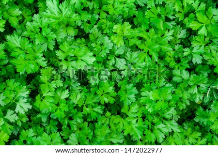 Parsley grows in the garden. It is grown outdoors in the garden area. Green background of parsley leaves, top view close-up