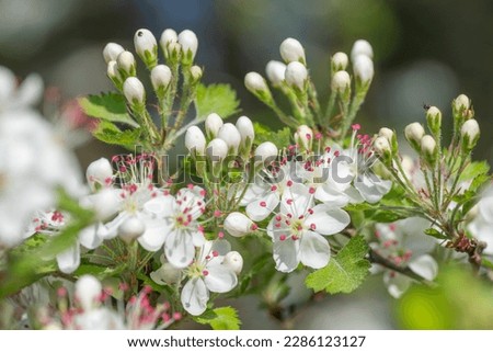 Parsley hawthorn with masses of flowers and new buds.