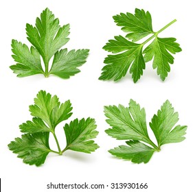 Parsley Herb Isolated On White Background.