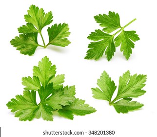 Parsley herb isolated on white background. - Shutterstock ID 348201380