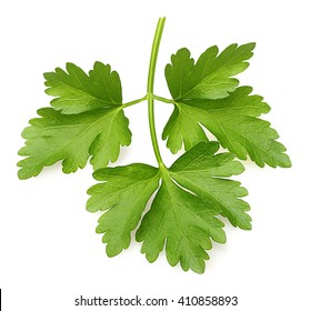 Parsley Herb Isolated On White Background.