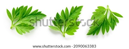 Parsley isolated. Parsley leaf on white background. Set of parsley leaves top view. Collection. Full depth of field.