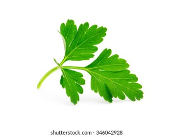 Parsley Isolated On White