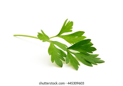 Parsley isolated on white - Shutterstock ID 445309603