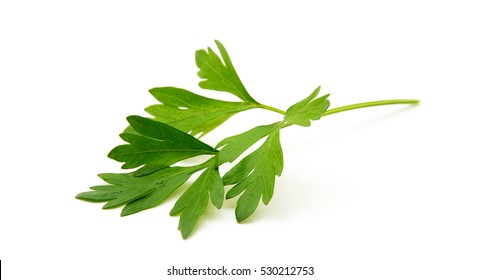 Parsley Isolated On White