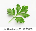 parsley isolated on white background