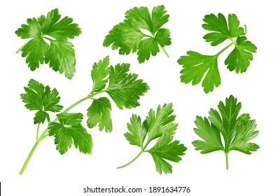 Parsley isolated on white background, clipping path, full depth of field - Shutterstock ID 1891634776