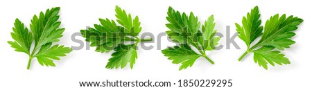 Parsley. Parsley isolated. Parsley on white. Top view.