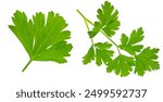 Parsley leaf. Parsley isolated on white background. Fresh Parsley twig closeup. Package design elements Flat lay. Top view. Collection